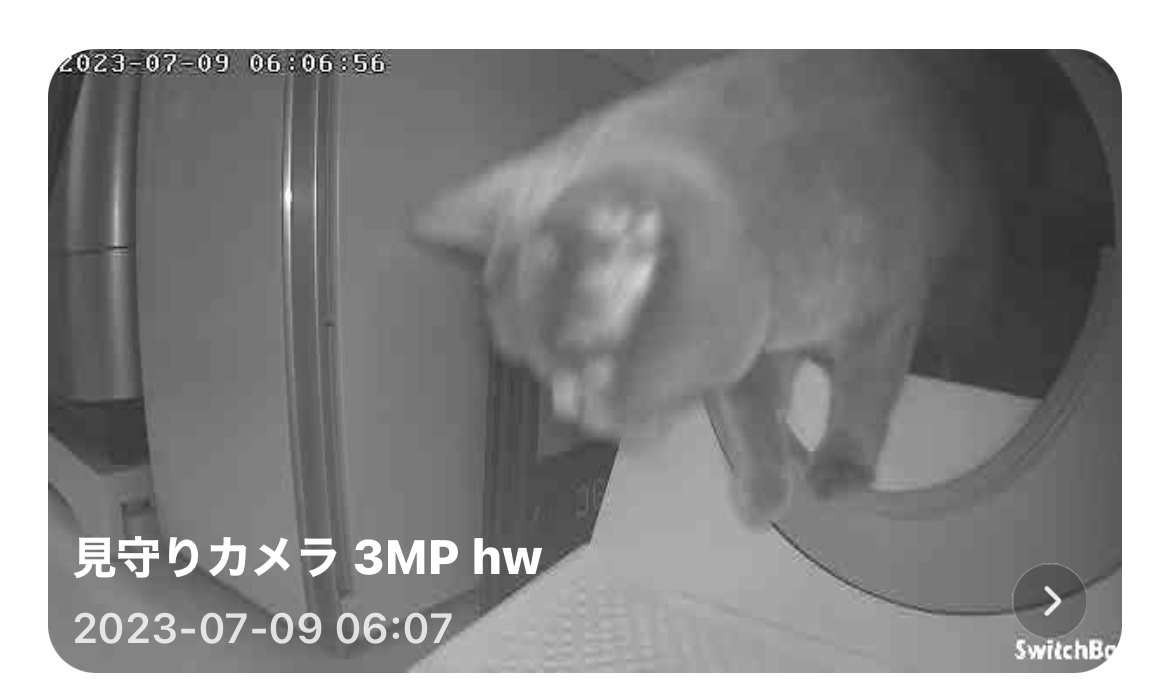 猫がトイレから脱出する決定的瞬間も...