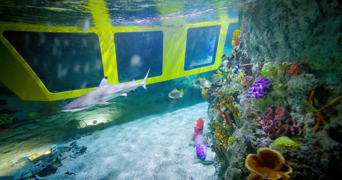 なんと本物の魚が！